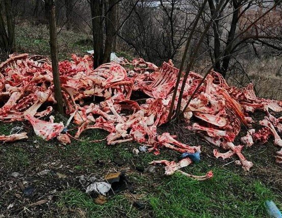 Около Запорожской областной больницы обнаружены десятки свежих скел... Около Запорожской областной больницы обнаружены десятки свежих скелетов (ВИДЕО)