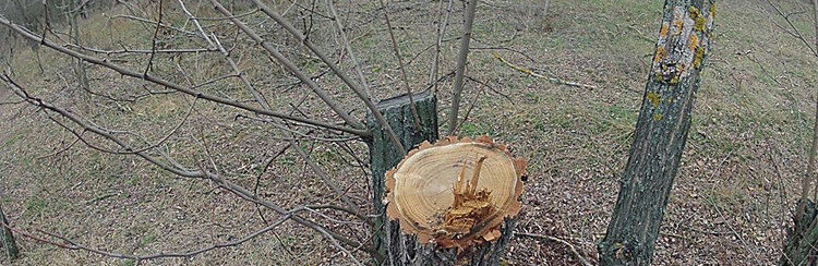 Житель Токмака заплатил 20 тысяч гривен за два срубленных дерева Житель Токмака заплатил 20 тысяч гривен за два срубленных дерева
