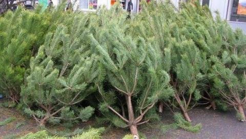 В Токмаке пока никакого ажиотажа за новогодними елками не наблюдается