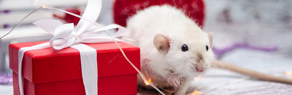 Новый год 2020: чего ожидать от Белой Металлической Крысы 