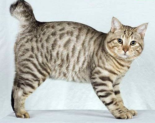 Під судом за знущання над кішкою побував житель Полог