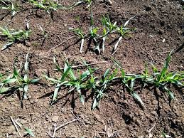 Аграріїв України чекають нелегкі випробування погодою