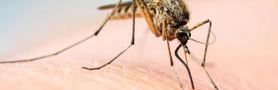 На Запоріжжі вже троє заражених від небезпечної ховороби, що передається через комарів