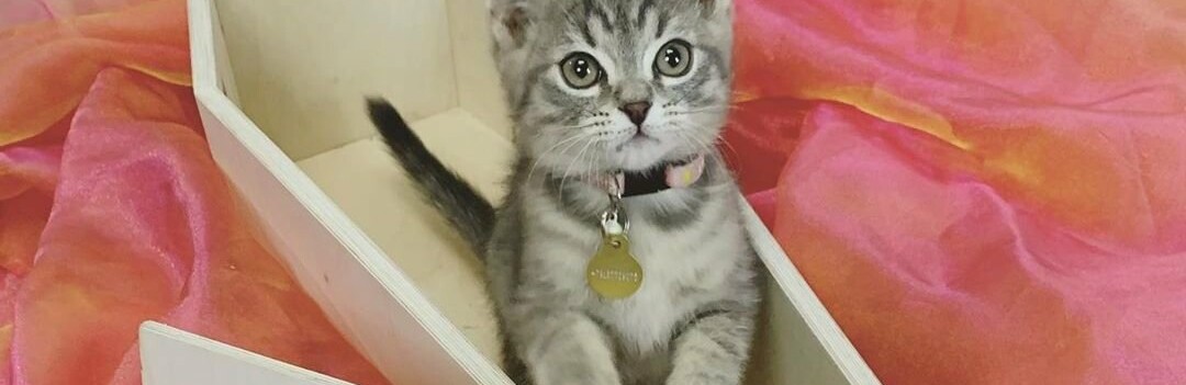 Унікальний бізнес на смерті чотирьохлапих друзів