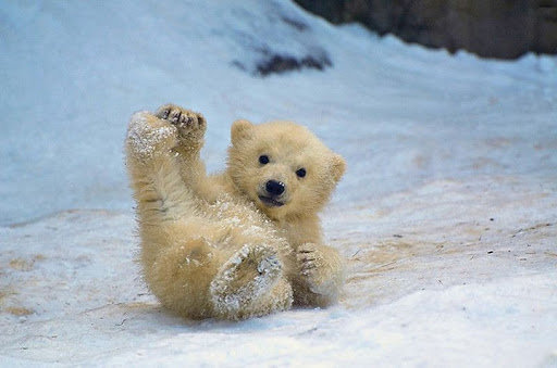 Вітаємо з днем полярного ведмедя! Вітаємо з днем полярного ведмедя!