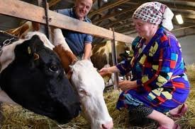  В Україні влада має намір підтримати фермерське молочне тваринництво