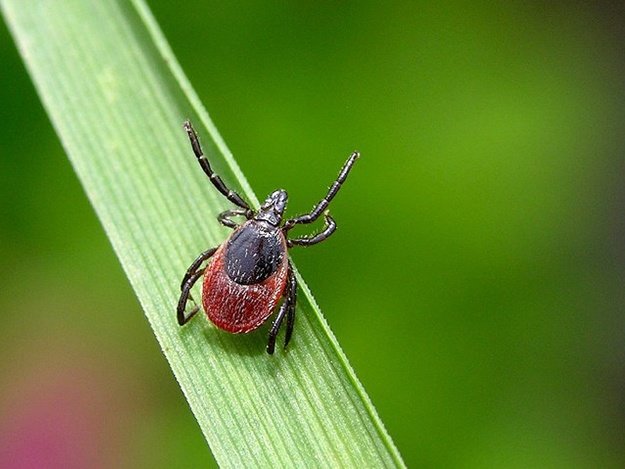 Сезон кліщів розпочато, будьте обережні!
