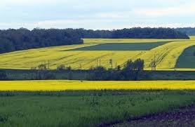 Депутати ВР розглянуть законопроект по ліквідації тіньових відносин у використанні сільгоспугідь