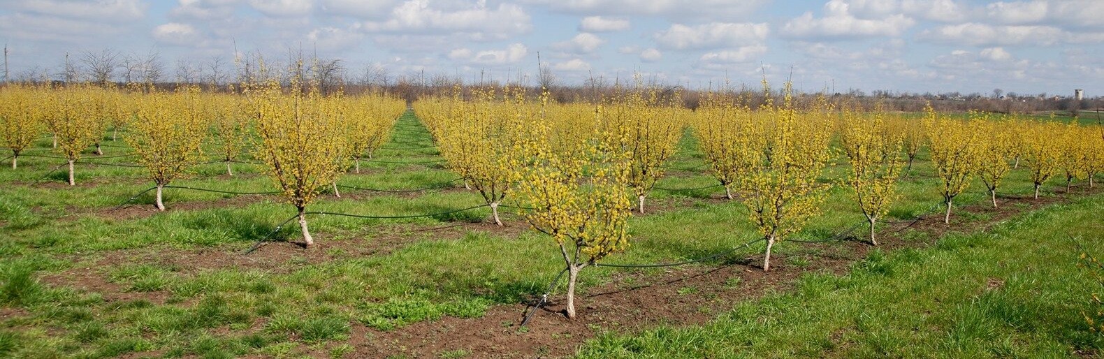 Під Токмаком розквітнув незвичайний сад – найбільший в Європі