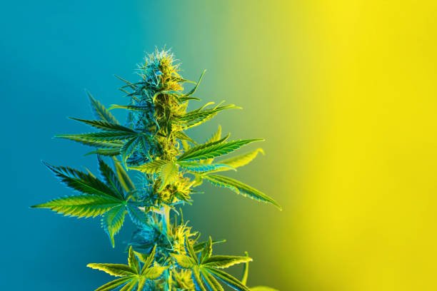 насіння коноплі від hohlandseeds